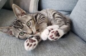 Is Declawing Cats Illegal in Texas?