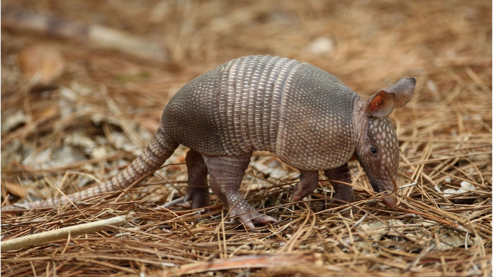 Is It Illegal To Kill Armadillos In Texas?