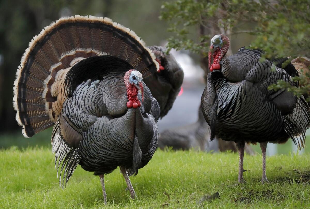 Is Turkey Illegal In California? Unraveling the Facts