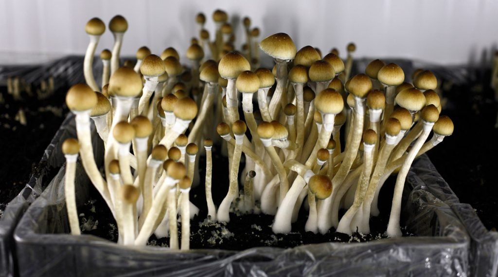 Are Magic Mushrooms Illegal In Texas?